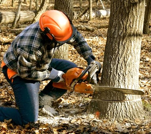 Tree Removal in Hornbeak, TN